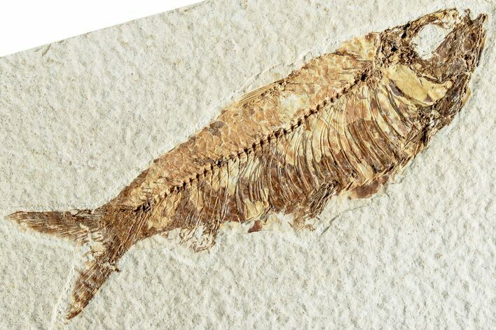 Fossil Fish (Knightia) - Wyoming #224489